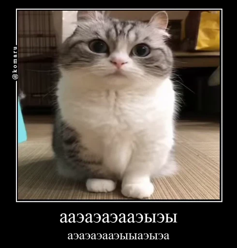 🤩 Стикер «Комару» для Telegram