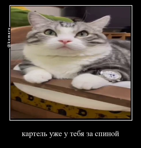 🤩 Стикер «Комару» для Telegram