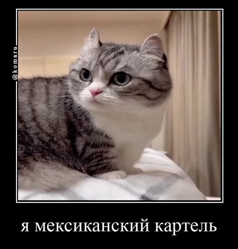 🤩 Стикер «Комару» для Telegram