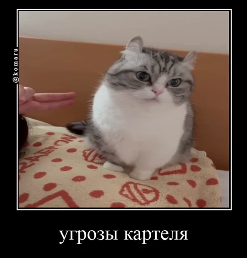 🤩 Стикер «Комару» для Telegram