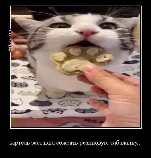 🤩 Стикер «Комару» для Telegram