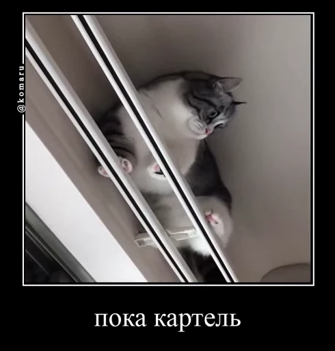 🤩 Стикер «Комару» для Telegram