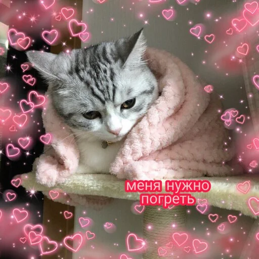 🥶 Стикер «Няшные Пикчи» для Telegram