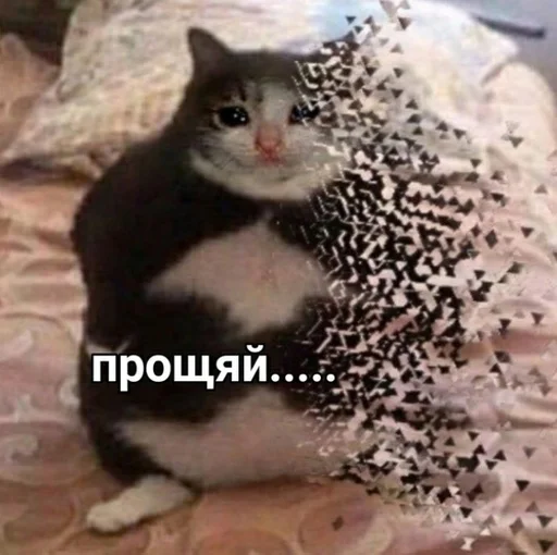 🖐 Стикер «Няшные Пикчи» для Telegram