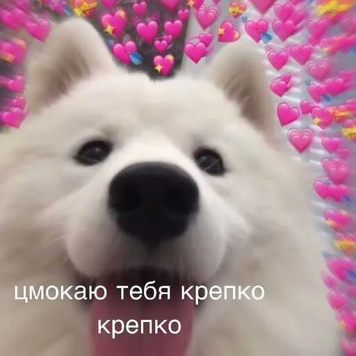 💋 Стикер «Няшные Пикчи» для Telegram