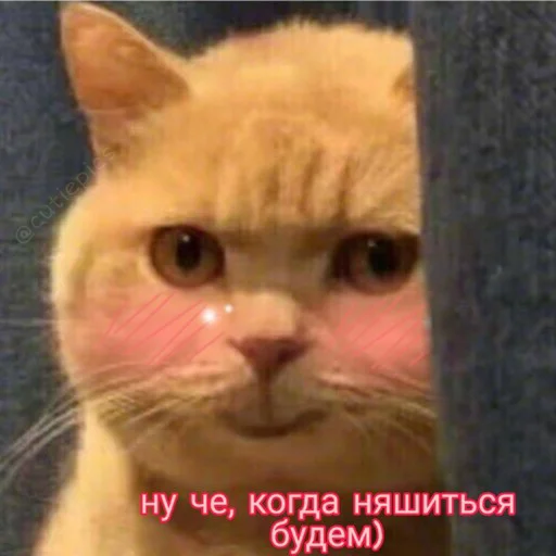 😏 Стикер «Няшные Пикчи» для Telegram