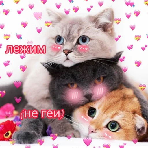 🥴 Стикер «Няшные Пикчи» для Telegram