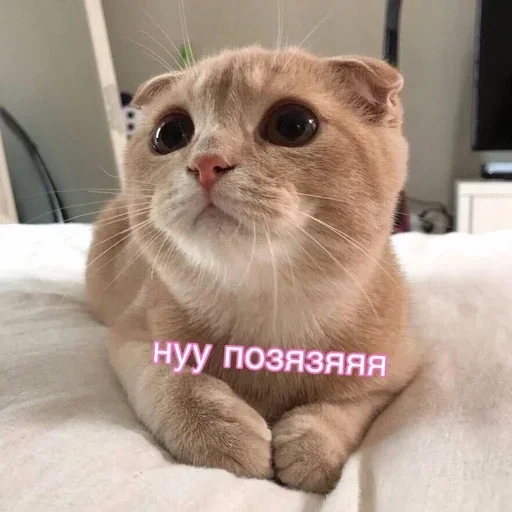 🦋 Стикер «клео сильная ??‍?» для Telegram