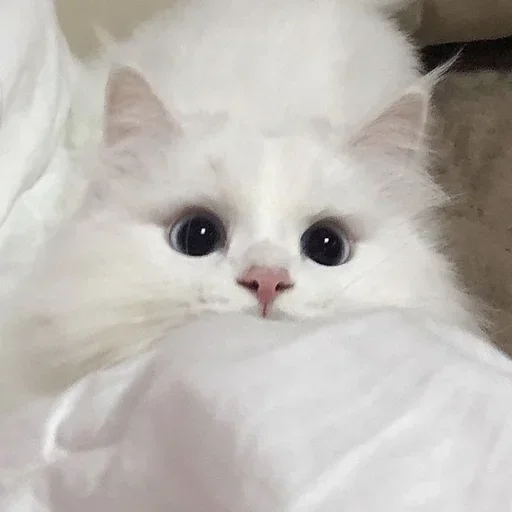 🌧 Стикер «клео сильная ??‍?» для Telegram