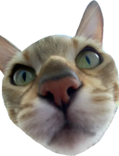 😾 Стикер «шиз» для Telegram