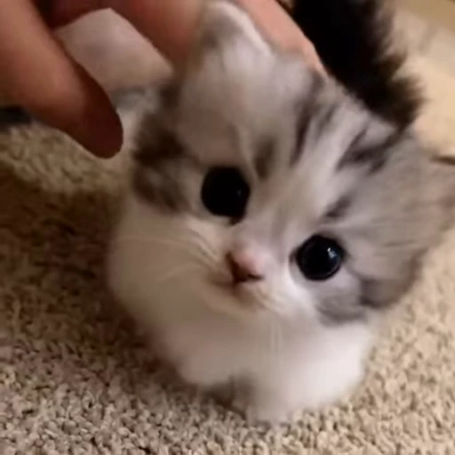 🐱 Стикер «мур мур ня» для Telegram