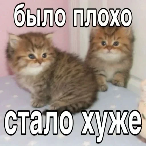 🤪 Стикер «мур мур ня» для Telegram