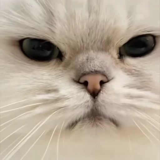 🐱 Стикер «мур мур ня» для Telegram