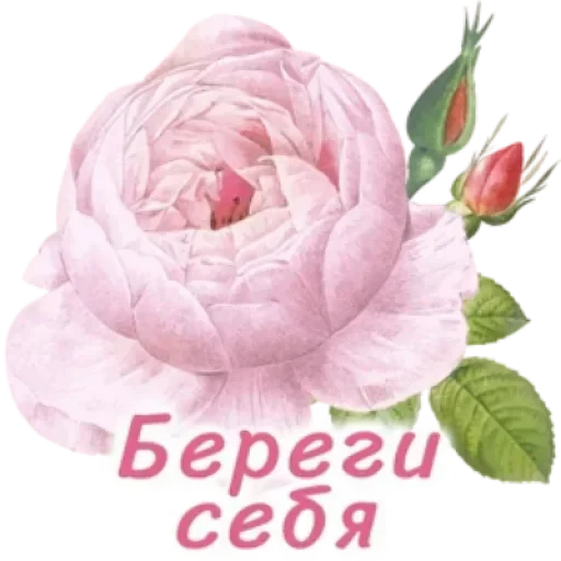 🤩 Стикер «мур мур ня» для Telegram