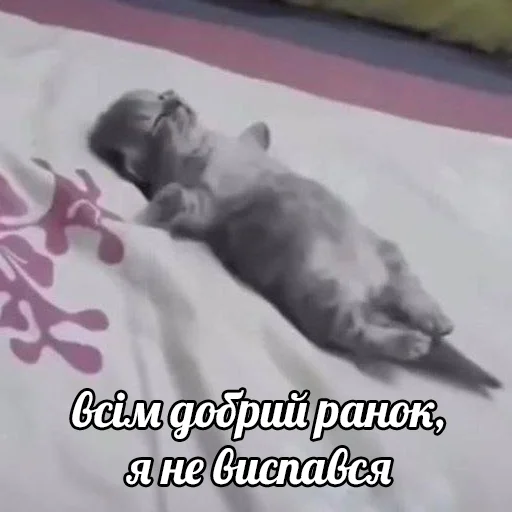 💤 Стикер «это не мемы это моя жизнь» для Telegram