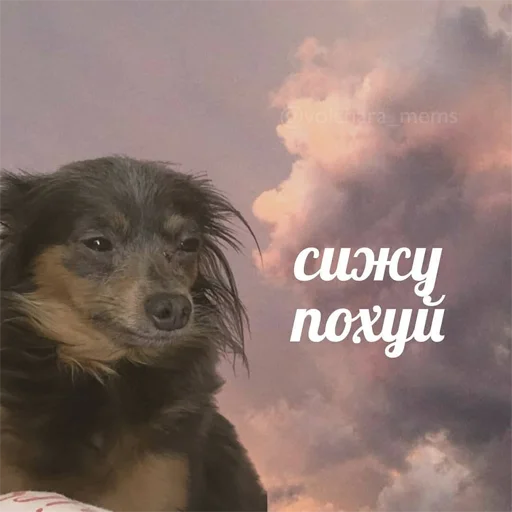😎 Стикер «это не мемы это моя жизнь» для Telegram