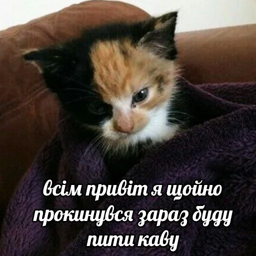 👋 Стикер «это не мемы это моя жизнь» для Telegram