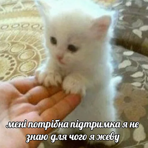 😔 Стикер «это не мемы это моя жизнь» для Telegram