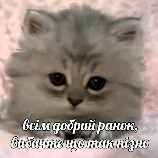 ☺️ Стикер «это не мемы это моя жизнь» для Telegram
