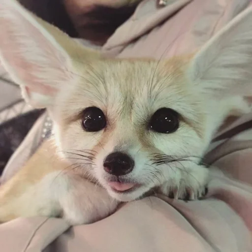 😋 Стикер «Fenec» для Telegram