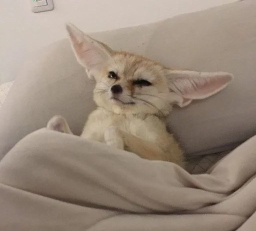 💤 Стикер «Fenec» для Telegram