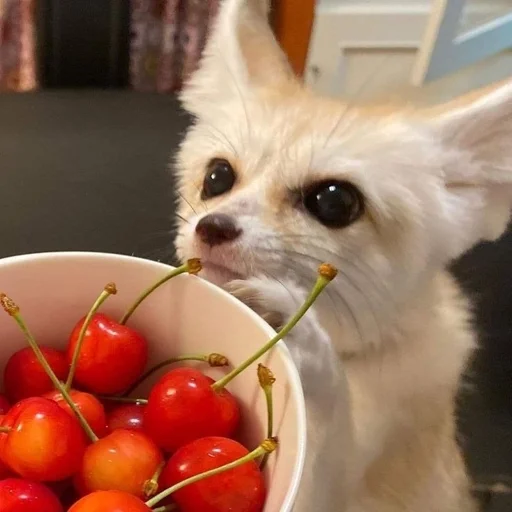 🍒 Стикер «Fenec» для Telegram