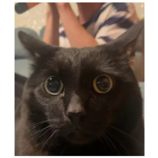 🍍 Стикер «кофеин» для Telegram