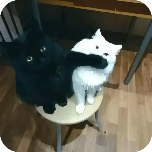 🐱 Стикер «кофеин» для Telegram