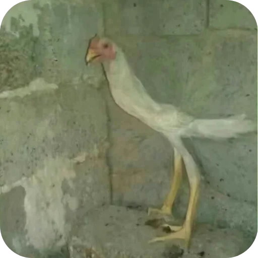 🐦 Стикер «кофеин» для Telegram