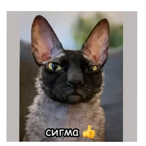 🐱 Стикер «кофеин» для Telegram
