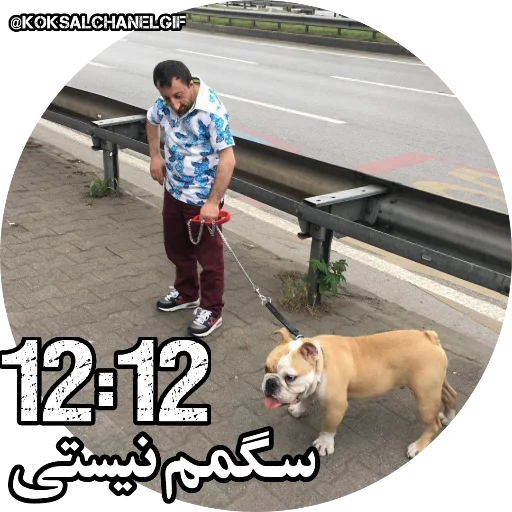 🦮 Стикер «Koksaltime» для Telegram