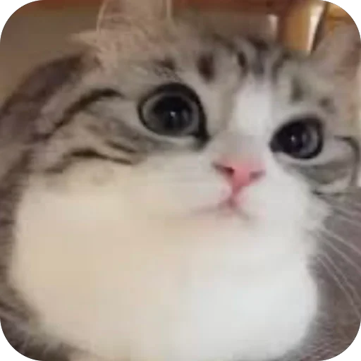 🫥 Стикер «Комару» для Telegram