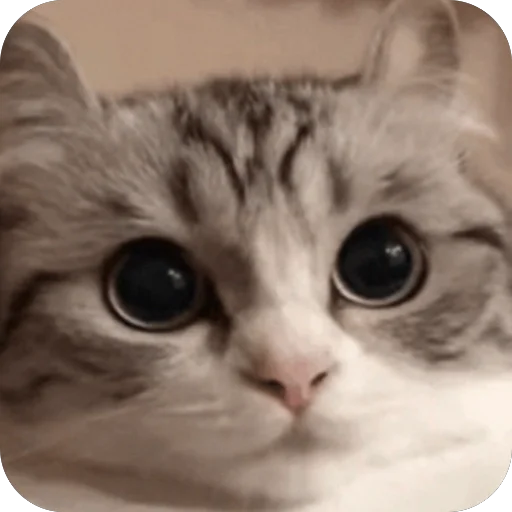 🫥 Стикер «Комару» для Telegram