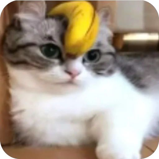 🫥 Стикер «Комару» для Telegram