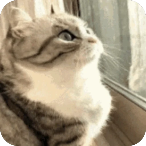 🫥 Стикер «Комару» для Telegram