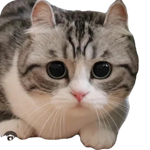 🫥 Стикер «Комару» для Telegram