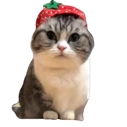 🫥 Стикер «Комару» для Telegram