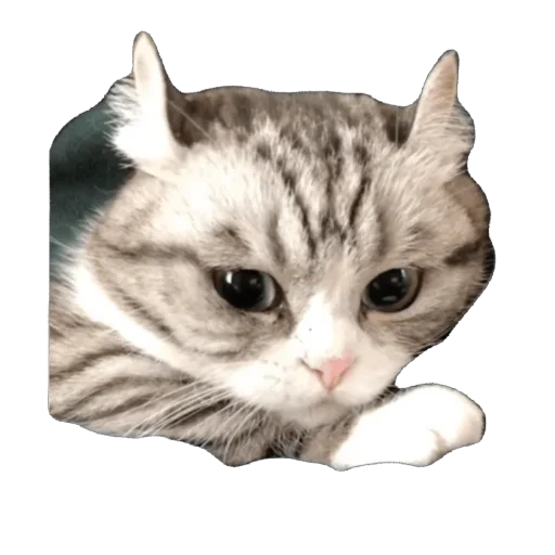 🫥 Стикер «Комару» для Telegram