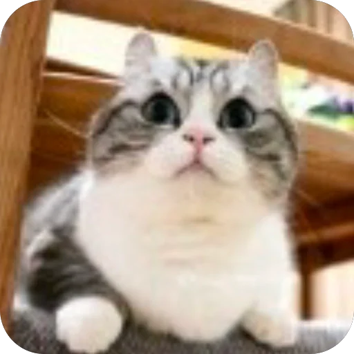 🫥 Стикер «Комару» для Telegram