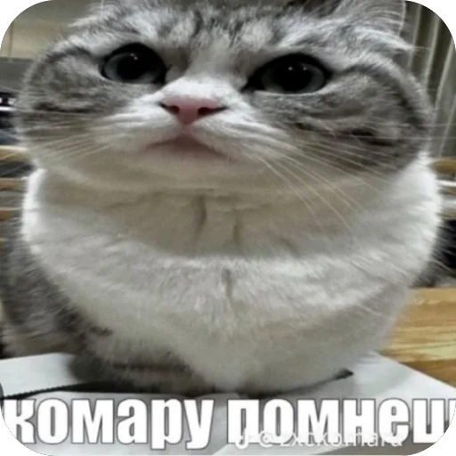 🫥 Стикер «Комару» для Telegram