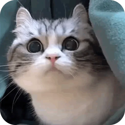 🫥 Стикер «Комару» для Telegram