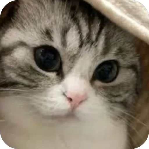 🫥 Стикер «Комару» для Telegram
