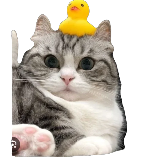 🫥 Стикер «Комару» для Telegram