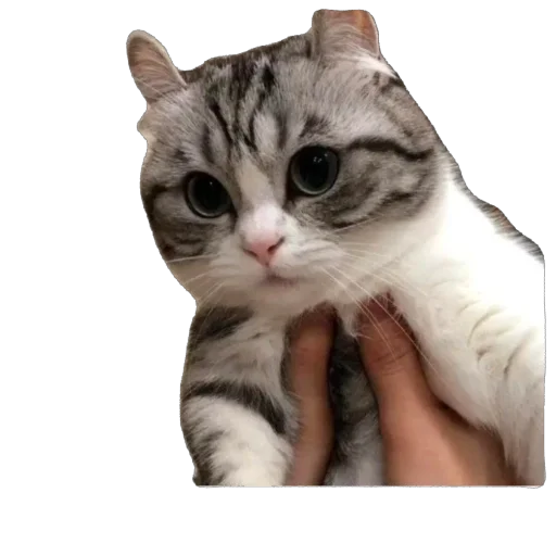 🫥 Стикер «Комару» для Telegram