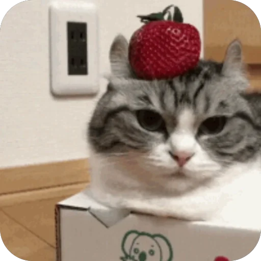 🫥 Стикер «Комару» для Telegram