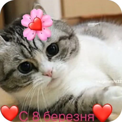 🫥 Стикер «Комару» для Telegram