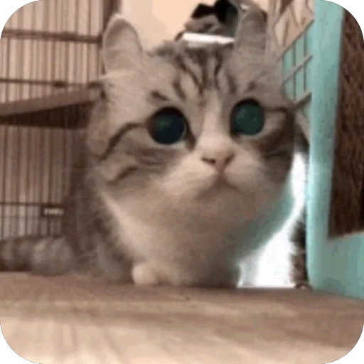 🫥 Стикер «Комару» для Telegram