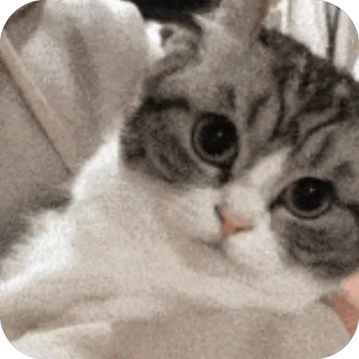 🫥 Стикер «Комару» для Telegram