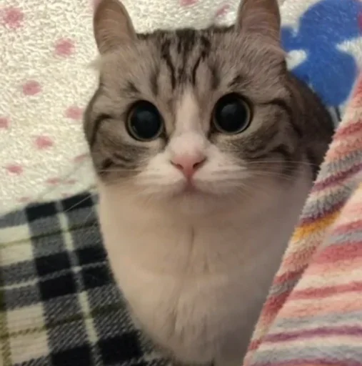 🙀 Стикер «Будни Комару» для Telegram