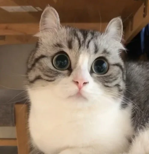 😺 Стикер «Будни Комару» для Telegram